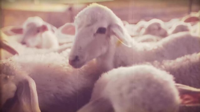 Vintage video. Portrait of a cute newborn lamb in the countryside of southern Italy. Super 8mm