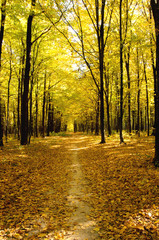 Pathway through the autumn forest