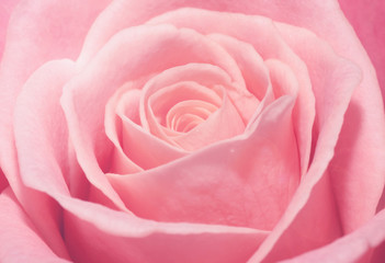 Fototapeta na wymiar Close up macro of a pink rose