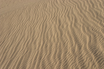 Fototapeta na wymiar Lines of Sand Grain Waves