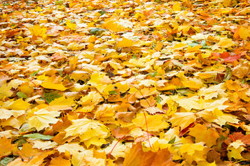 Maple leaves background