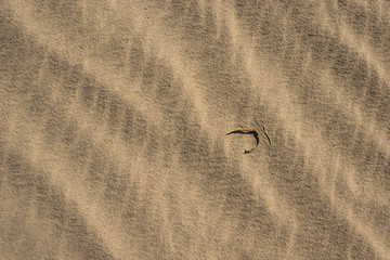 Fototapeta na wymiar Single Leaf on Desert Sand