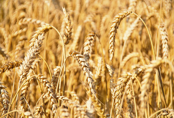 Fields of wheat at the end of summer fully ripe