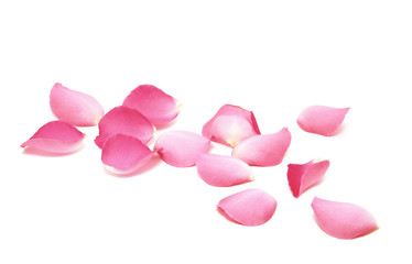 Fototapeta premium Płatki róż na białym tle
