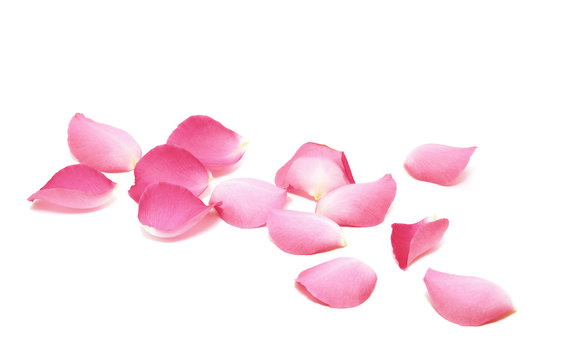 Petals of roses on a white background