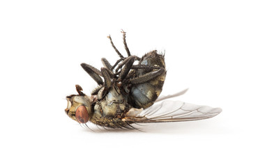 dead fly isolated on a white background