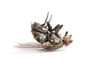 dead fly isolated on a white background