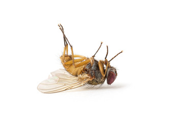 dead fly isolated on a white background