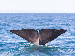 Fototapeta premium Tail of a Sperm Whale diving