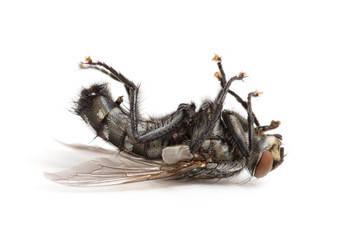 dead fly isolated on a white background