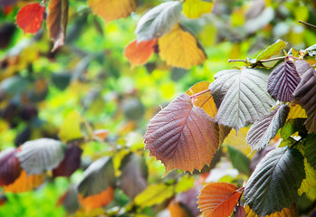 Colorful leaves of hazel tree enlightened with sun