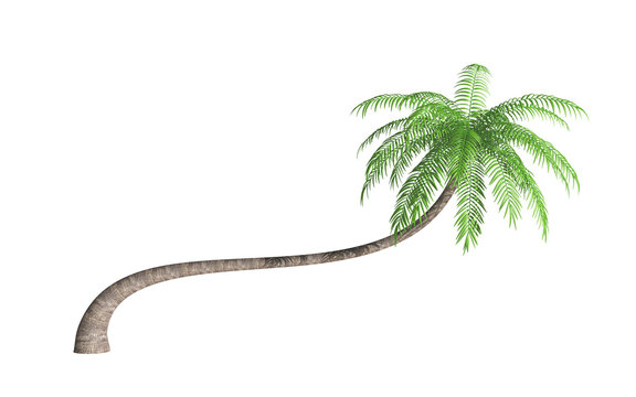 Coconut palm tree (Cocos nucifera) isolated on white background. 3D illustration.