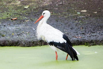 Stork walking in a pond filled with duckweed