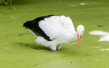 Stork walking in a pond filled with duckweed