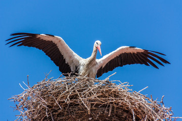 Young Stork drying wings in Nest with blue sky