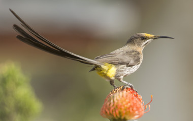 Cape Sugarbird, male, ( Promerops cafer ), on Pincushion Fynbos, Cape Town, South Africa
