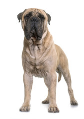 Obraz premium bull mastiff in studio