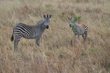 Obraz premium Zebras in the savannah in the Selous game reserve in Tanzania east Africa