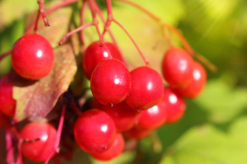 Close up of red viburnum berries on a branch in summer sunlight.
