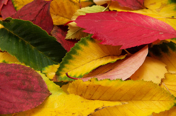 Group of colorful autumn leaves background