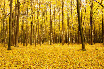 Obraz premium Beautiful golden autumn landscape