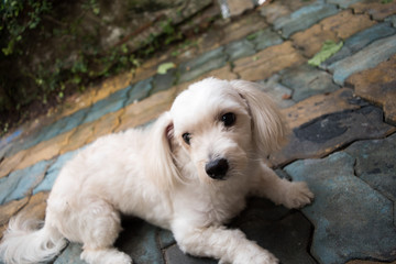 cute maltese dog on floor