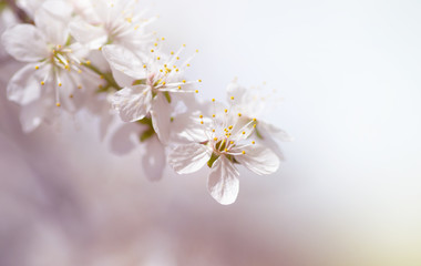 white cherry tree flower in spring