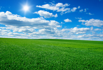 Image of green grass field and bright blue sky