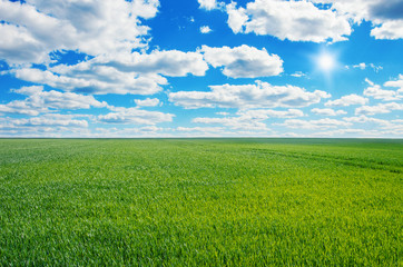 Image of green grass field and bright blue sky