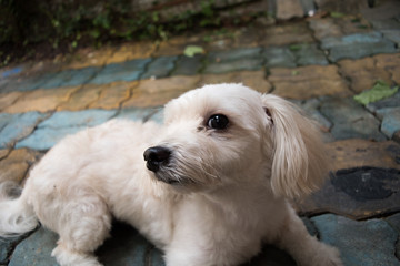 cute maltese dog on floor