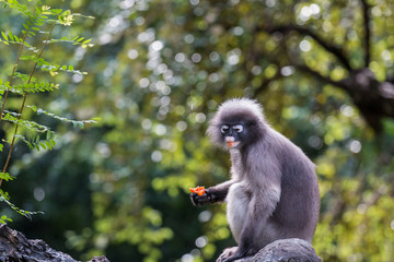 Langur or Dusky leaf monkey is residents in Thailand (Trachypithecus obscurus). Image is Soft focus.Image contain certain grain or noise.