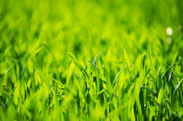 Green grass texture from a field