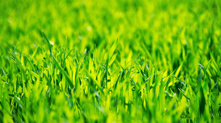 Green grass texture from a field