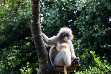 Fototapeta premium Langur or Dusky leaf monkey is residents in Thailand (Trachypithecus obscurus). Image is Soft focus.Image contain certain grain or noise.