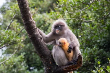 Papier Peint photo autocollant Singe Langur ou Dusky Leaf Monkey est un résident de Thaïlande (Trachypithecus obscurus). L& 39 image est floue. L& 39 image contient un certain grain ou du bruit.