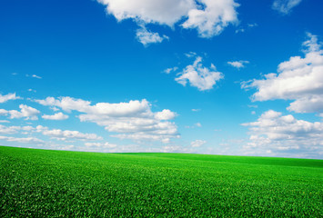 Image of green grass field and bright blue sky