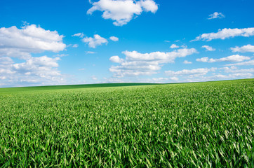 Image of green grass field and bright blue sky