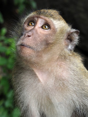 Long tailed Macaque monkey portrait