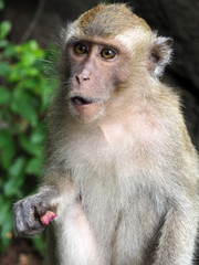 Long tailed Macaque monkey