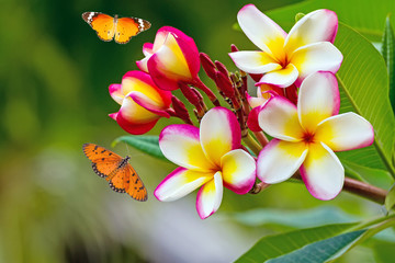 white , pink and yellow Plumeria spp. (frangipani , Frangipani , Pagoda tree or Temple tree ) and Common Tiger butterfly (Danaus genutia) flying on natural light background