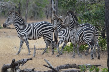 Fototapeta na wymiar Zebras in the savannah in the Selous game reserve in Tanzania east Africa