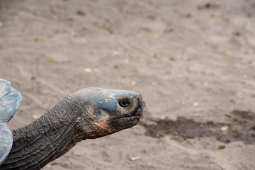 Obraz premium ゾウガメ