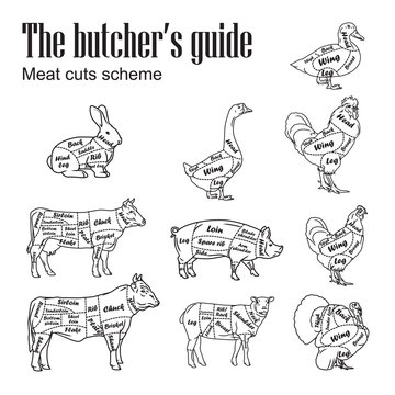 Meat symbols vector. Set of butcher cut schemes vintage. Illustration