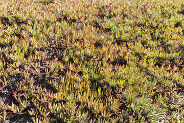 Leaves of the Ice plant, Carpobrotus edulis