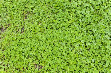 Background of green clover 