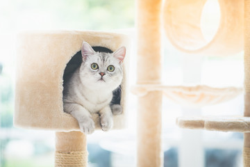 Fototapeta premium kot patrząc na wieży kota