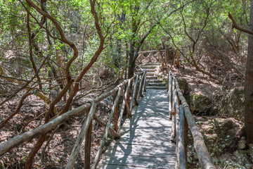 Wooden bridge in forest
