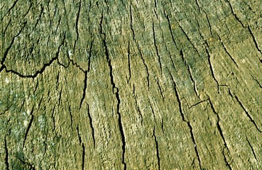 Old tree cut texture.