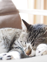 Obraz premium 昼寝する猫 