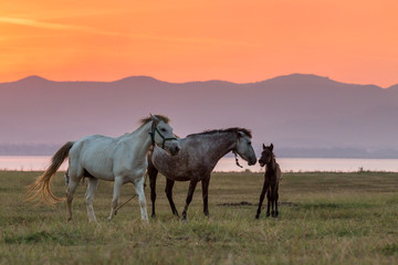 Horses and beautiful sunset.Image is soft focus.Image have grain or noise.